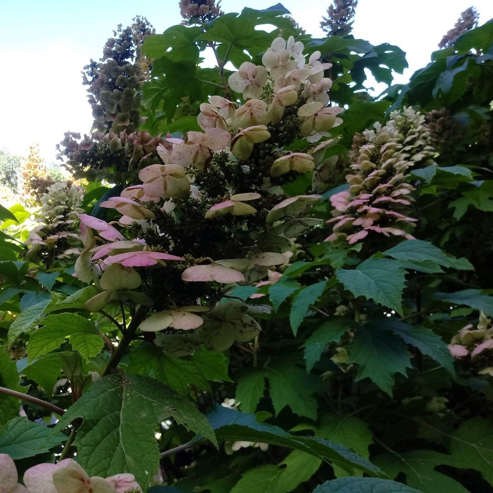 Meet your Posher, Cynthia